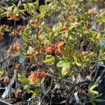 Azalka veľkokvetá (Azalea Mollis) ´GOLDFLAMME´ - výška 30-50 cm, kont. C1L